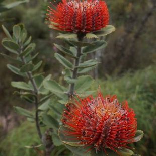 Banksia coccinea